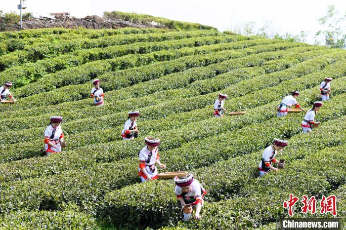 انطلاق موسم قطف الشاي الأبيض بمقاطعة هونان