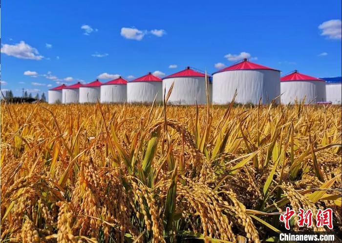 تقرير: توقعات بمحافظة إنتاج الصين من الحبوب على نمو مستقر