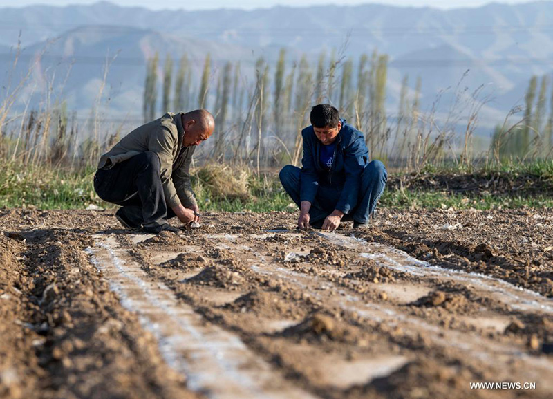 حياة مزارع قطن في منطقة شينجيانغ الويغورية خلال موسم بذر البذور في الربيع