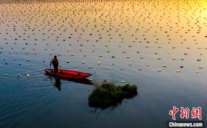 انطلاق موسم زراعة بلح البحر اللؤلؤي في شيانغشي