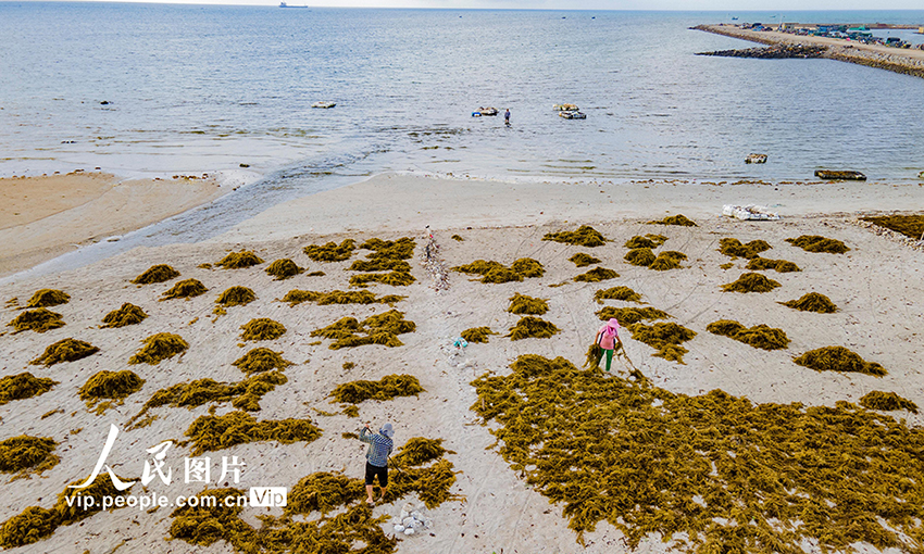 صيادو تشيونغهاي يجمعون الطحالب ويحولونها إلى أعلاف للأسماك