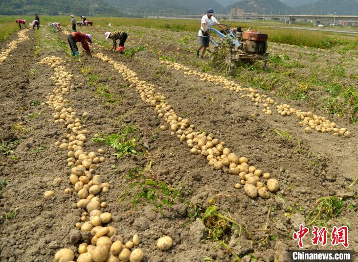 أصناف جديدة من البطاطا تحقق أرقام إنتاج قياسية في الصين