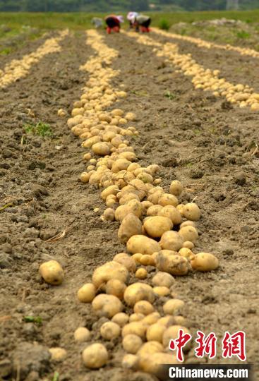 أصناف جديدة من البطاطا تحقق أرقام إنتاج قياسية في الصين