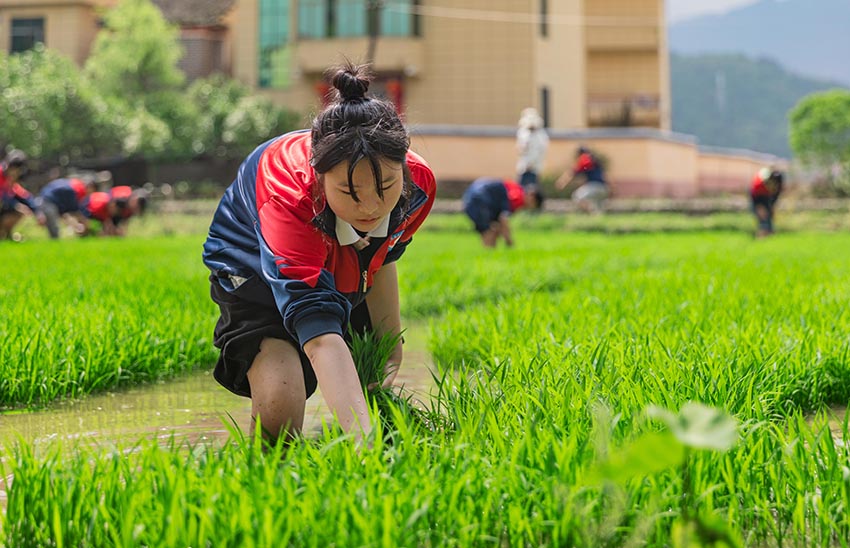 مع اقتراب عيد العمال، مدرسة في جيانغشي تأخذ طلابها في زيارة إلى الحقول