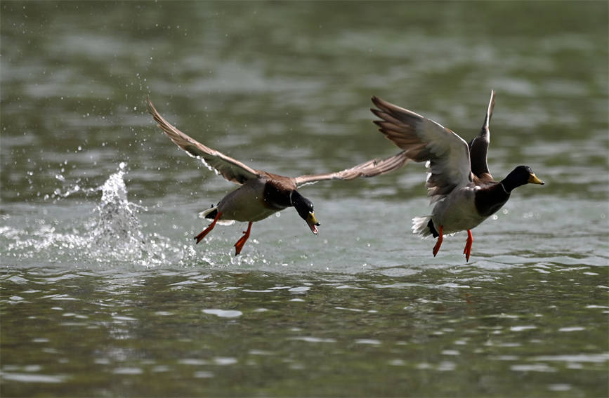توسع المساحات الخضراء في شينجيانغ يجذب الطيور المائية