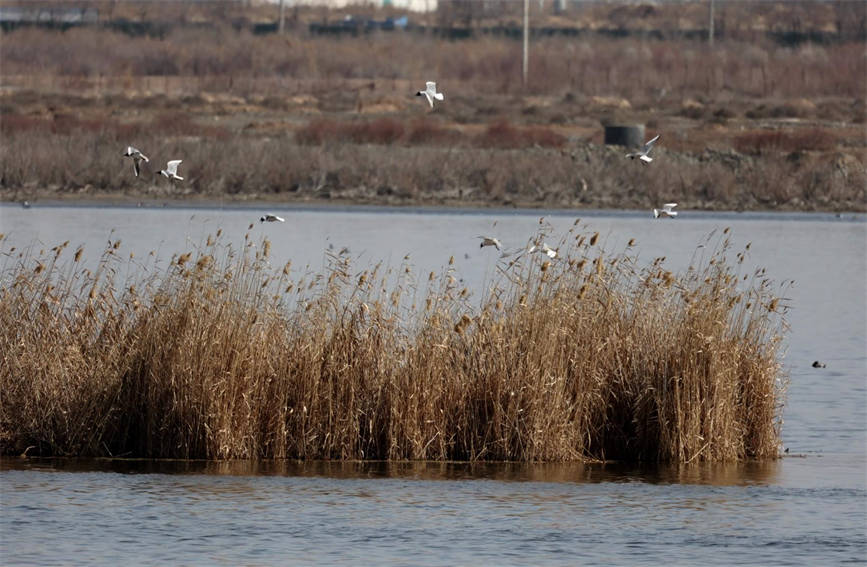توسع المساحات الخضراء في شينجيانغ يجذب الطيور المائية