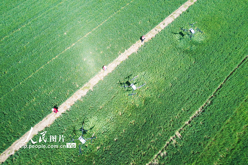 محافظة سيهونغ تستعين بالطائرات المسيرة لمكافحة آفات الحقول