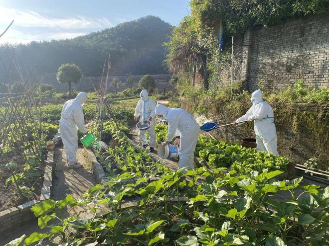 دونغيانغ، تشجيانغ: طاقم الوقاية من الأوبئة يتحول الى مزارعين لمساعدة  صاحب مزرعة تحت الحجر الصحي