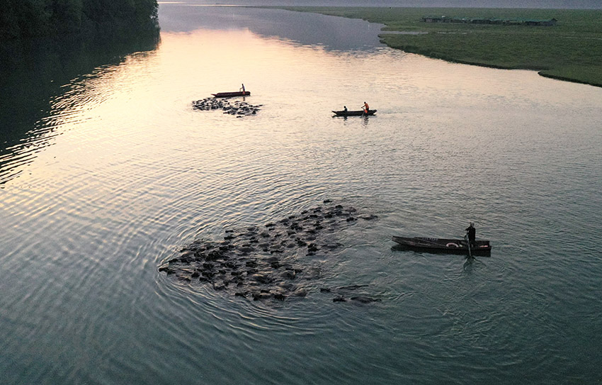 رحلة الجاموس في نهر جيالينغ بسيتشوان بحثا عن العشب