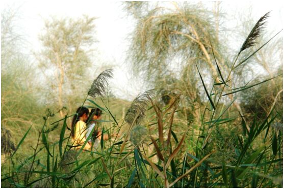 حديقة توربان للنباتات: تجربة فريدة للصين للتغلب على زحف الرمال