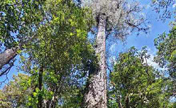 76.8 متر! .. الصين تعثر على أطول شجرة معروفة في البلاد في ميدوج، التبت