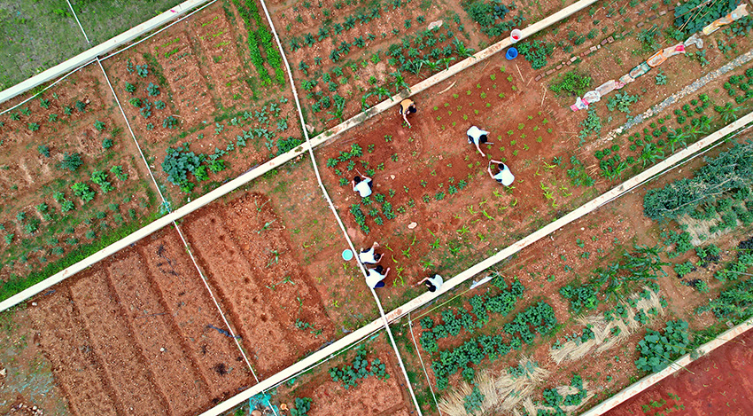 مدرسة بجيانغشي تعلم طلابها الأنشطة الزراعية على سقف المباني