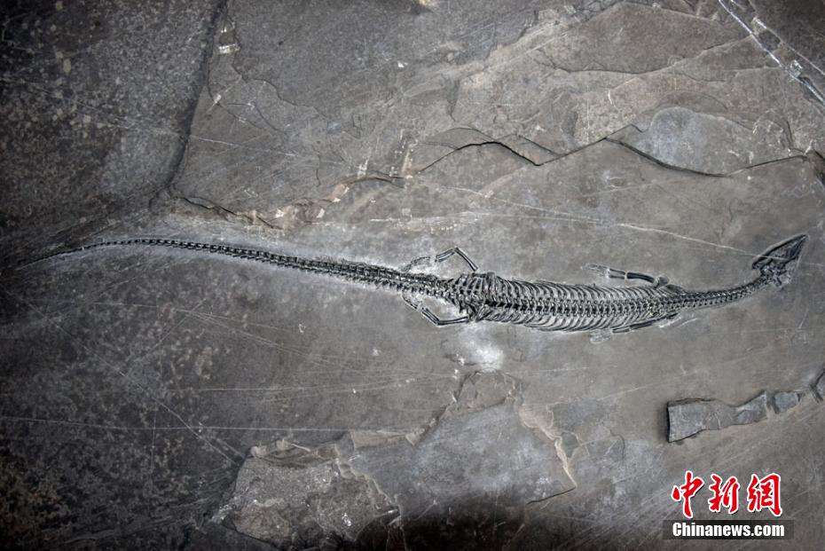 علماء صينيون يعثرون على أحفورة لزاحف بحري يتميز بذيل 