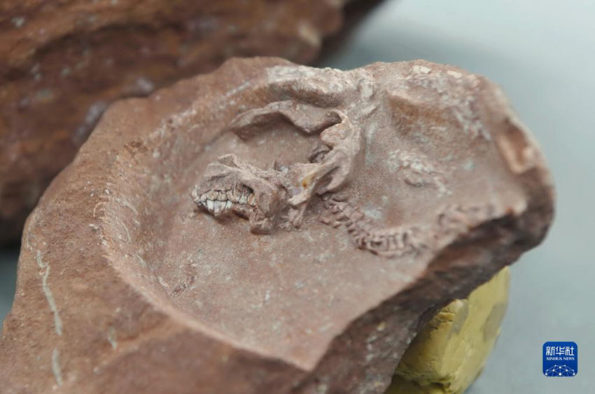 اكتشاف أحفورين لديناصورات الهادروسورس، يعدّان الأكثر اكتمالا