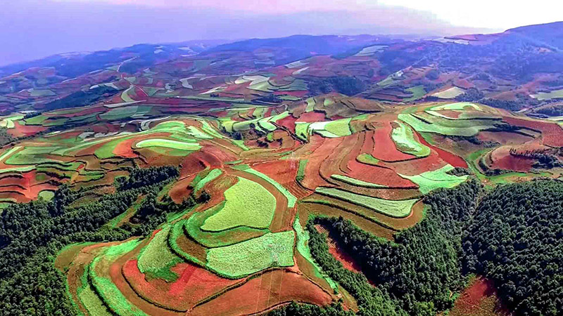 لوحة تجريدية في حقول الشعير بمقاطعة يوننان