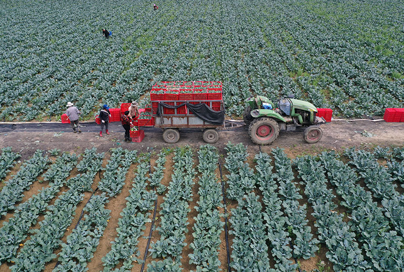 منغتشنغ ، آنهوي: صادرات الخضار تزيد من دخل المزارعين 