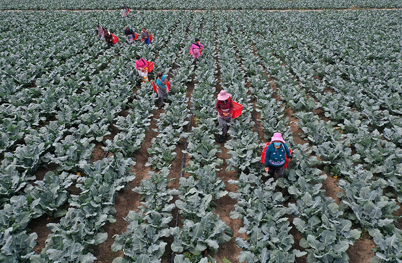 منغتشنغ ، آنهوي: صادرات الخضار تزيد من دخل المزارعين 