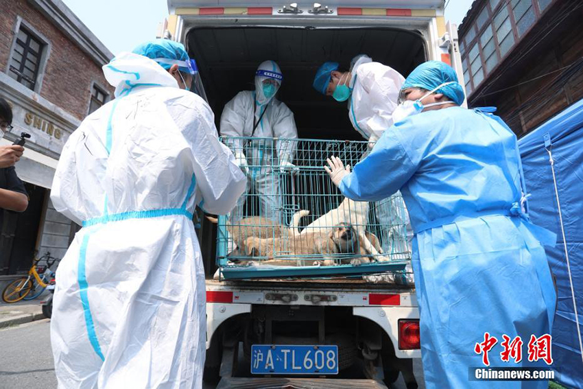 شانغهاي: 18 حيواناً يغادرون أول مركز لرعاية الحيوانات الأليفة بعد إنهاء أصحابها فترة العلاج والحجر الصحي