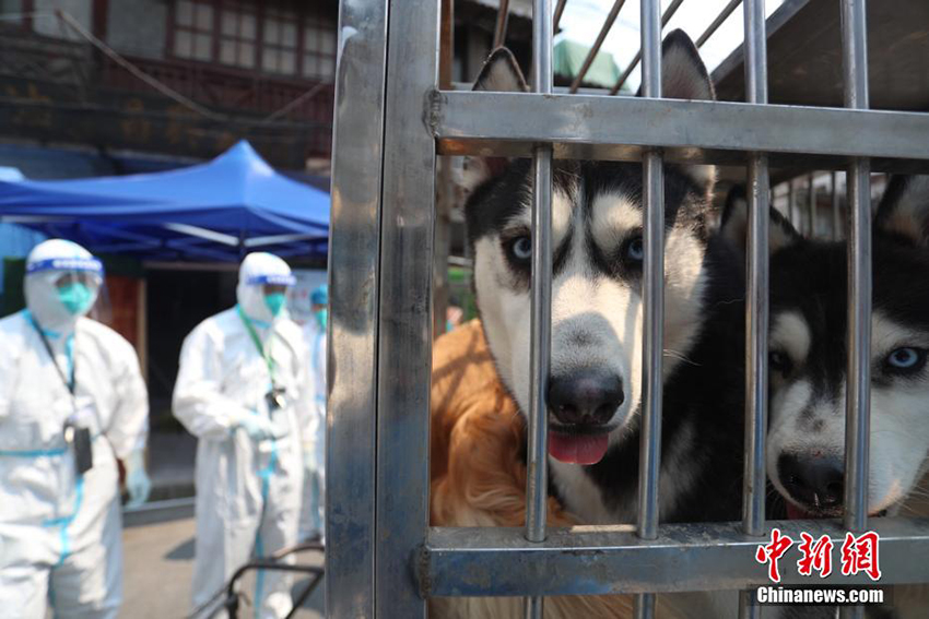 شانغهاي: 18 حيواناً يغادرون أول مركز لرعاية الحيوانات الأليفة بعد إنهاء أصحابها فترة العلاج والحجر الصحي