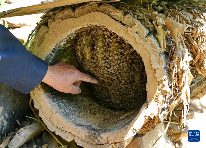 تربية النحل في جبال محافظة زانهوانغ من مقاطعة خبي
