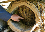 تربية النحل في جبال محافظة زانهوانغ من مقاطعة خبي