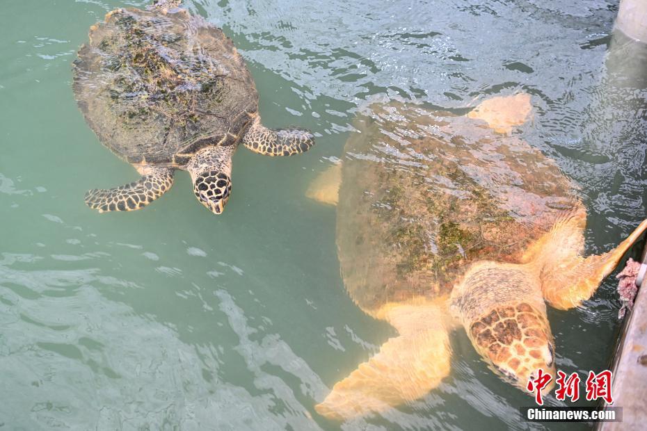 محمية السلحفاة البحرية في قوانغدونغ تدخل موسم التفريخ