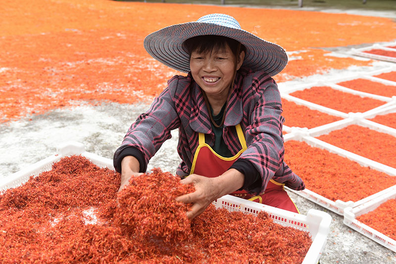 نيجيانغ، سيتشوان: الزراعة الخاصة تساعد على زيادة الدخل
