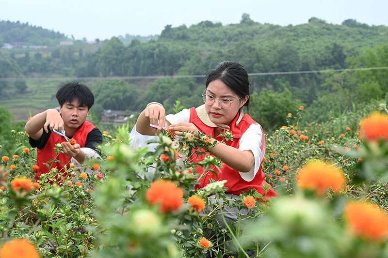 نيجيانغ، سيتشوان: الزراعة الخاصة تساعد على زيادة الدخل
