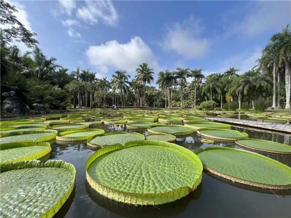 فيكتوريا الأمازون تتفتح في حديقة شيشوانغبانا الصينية