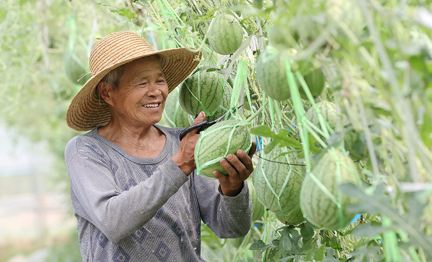 حقول البطيخ المعلّقة في دهتشينغ الصينية