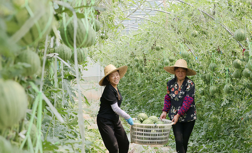 حقول البطيخ المعلّقة في دهتشينغ الصينية