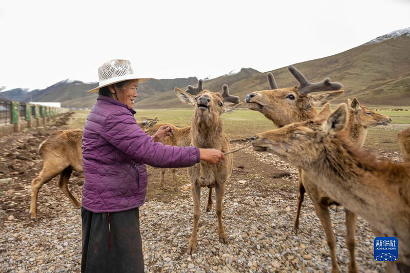 محمية الأيل الأحمر الطبيعية على هضبة تشينغهاي - التبت
