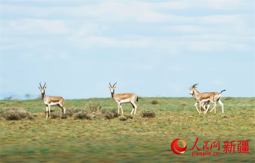 زيادة عدد الخيول البرية في محمية كارامايلي بشينجيانغ
