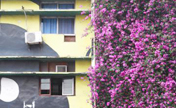 "شلال الزهور" بطول 30 مترًا يغطي الطوابق العليا لعمارة مميزة في تشونغتشينغ