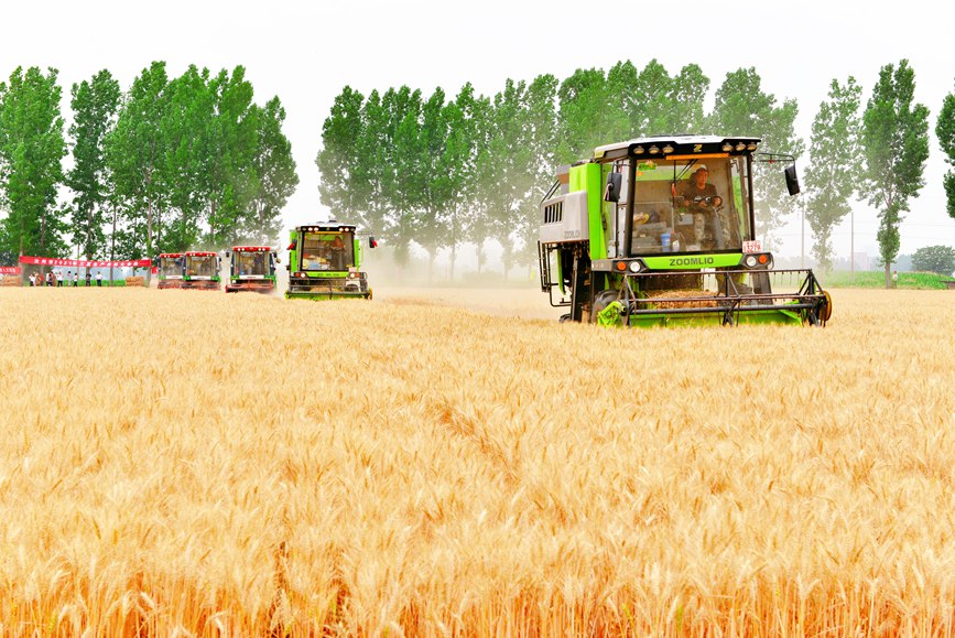 انطلاق موسم حصاد حقول القمح في مقاطعة خهنان