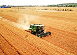 انطلاق موسم حصاد حقول القمح في مقاطعة خهنان