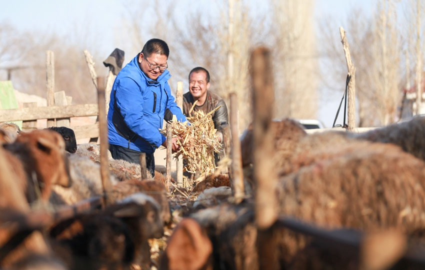 صناعات متنوعة تضمن لمزيد من مزارعي شينجيانغ حياة كريمة