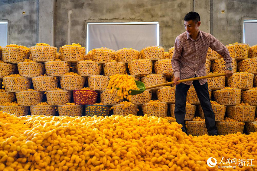 تونغشيانغ: محصول وفير من دودة القز الثمينة