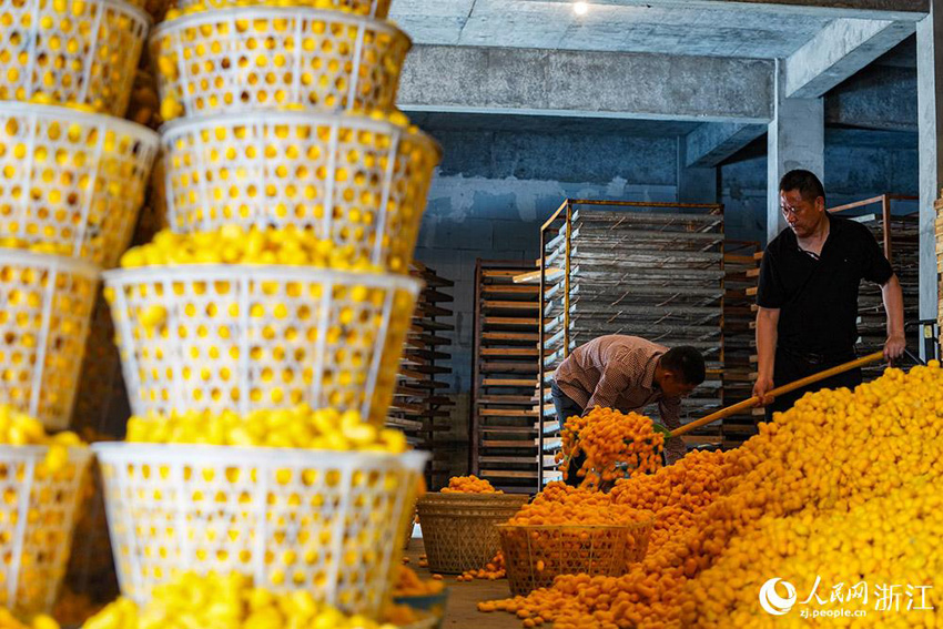 تونغشيانغ: محصول وفير من دودة القز الثمينة