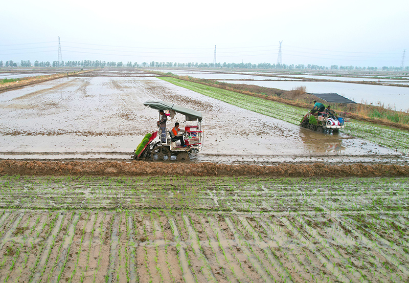 حقول ليانيونقانغ بجيانغسو تبدأ زراعة 