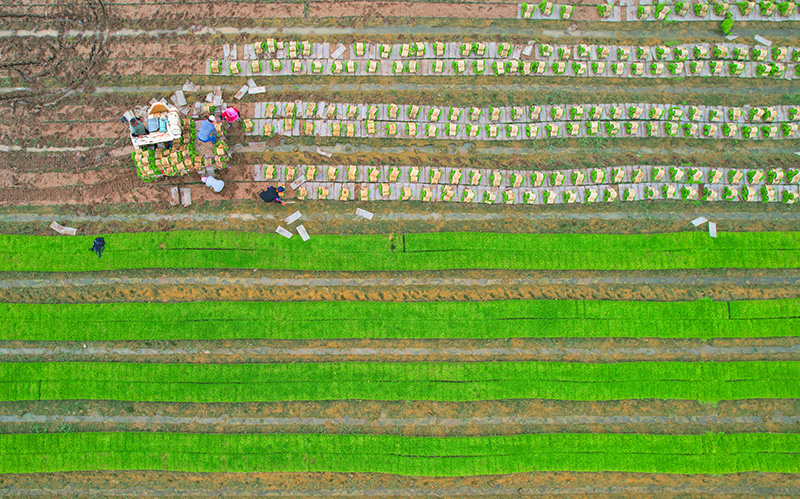 حقول ليانيونقانغ بجيانغسو تبدأ زراعة 