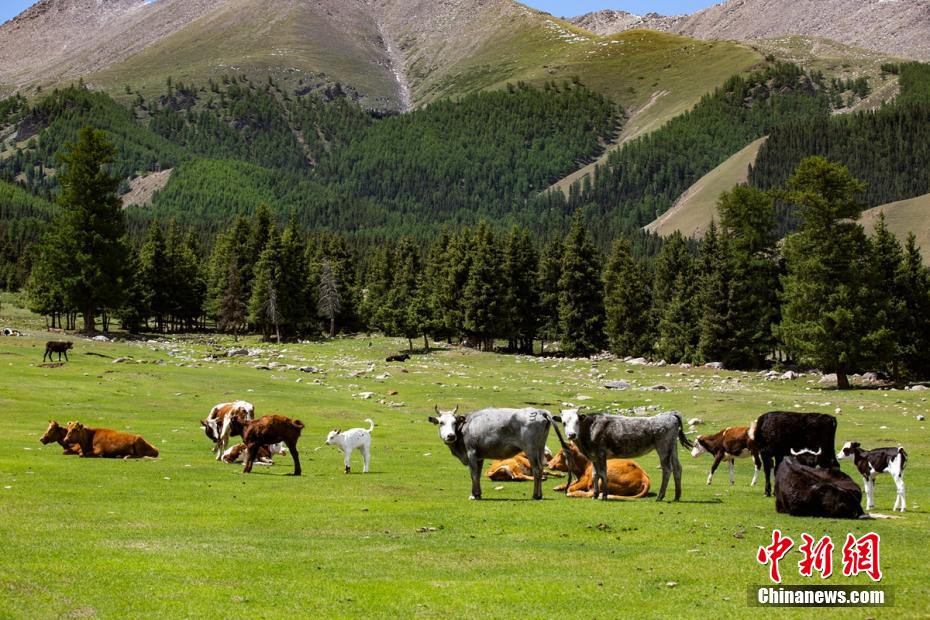 شينجيانغ: جمال الماشية في المراعي الخضراء
