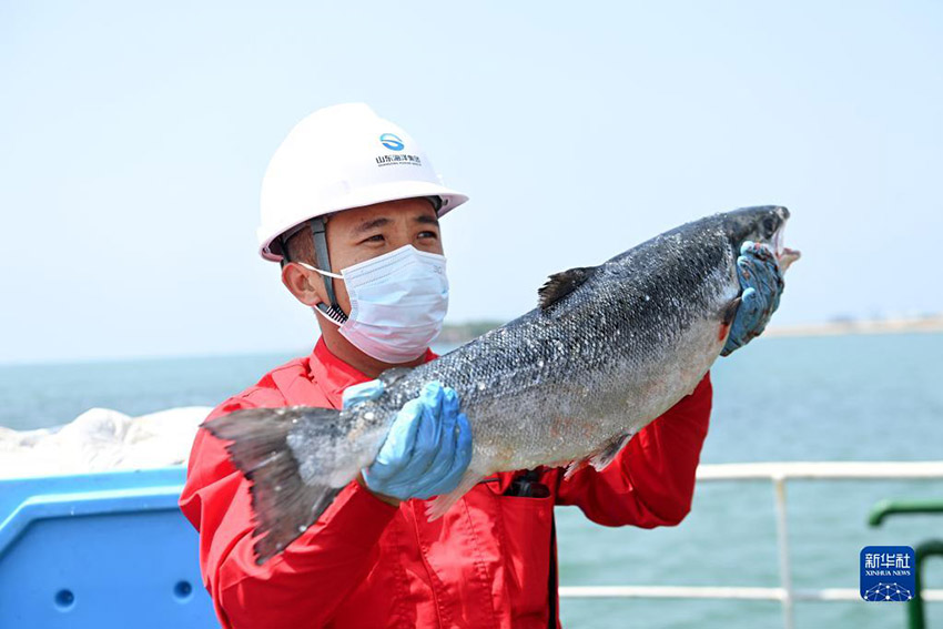 أول غواصة صينية لتربية الأسماك تعود بحمولة سلمون من المياه العميقة