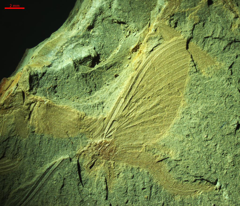 باكتشاف حفريات عمرها 180 مليون عام ... علماء صينيون يحددون أقدم دليل على سلوك أسراب التزاوج للحشرات