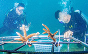 " التشجير" في قاع البحر لحماية القيمة الجمالية للون الأزرق