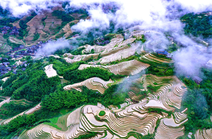 لونغجي، قوانغشي: حقول الأرز المدرجات تجذب السياح