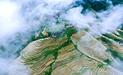 لونغجي، قوانغشي: حقول الأرز المدرجات تجذب السياح
