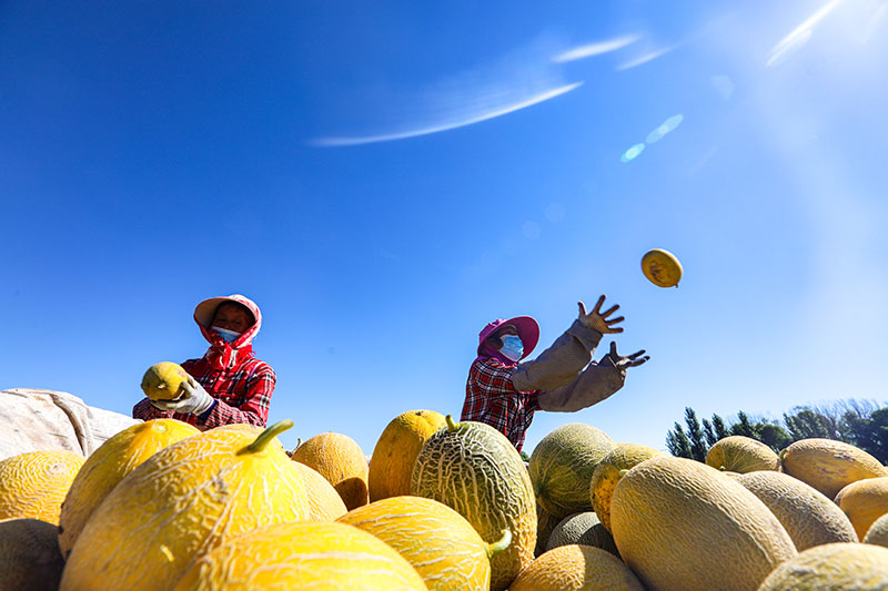 الهوتوبي ، شينجيانغ: مزارعو الشمام الأصفر تغمرهم الفرحة في موسم الحصاد