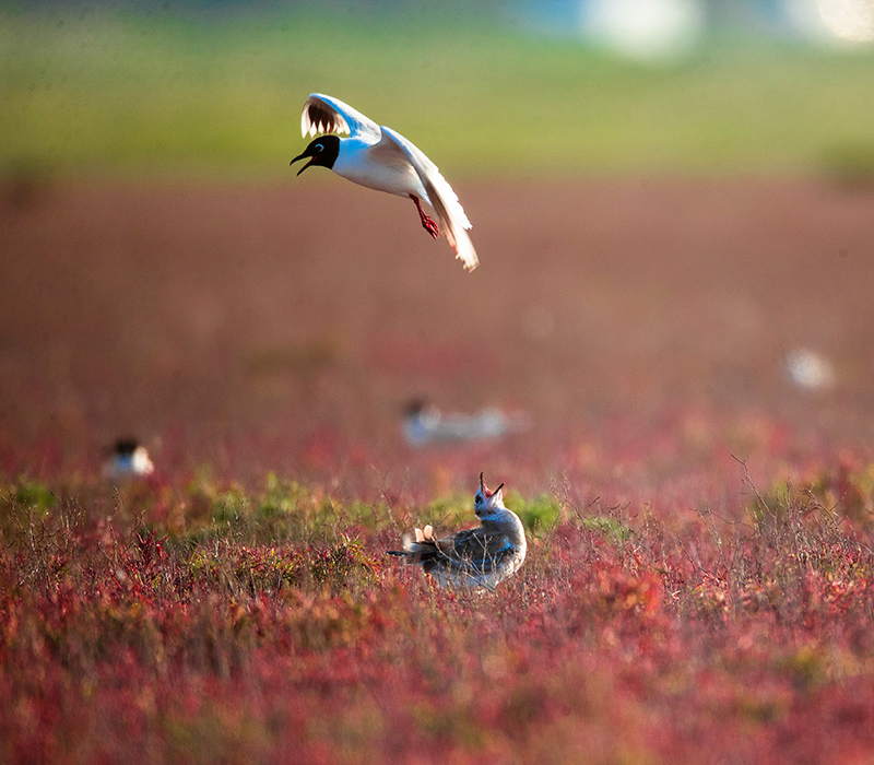 مقاطعة جيانغسو: تفريخ قياسي لطيور النورس أسود المنقار