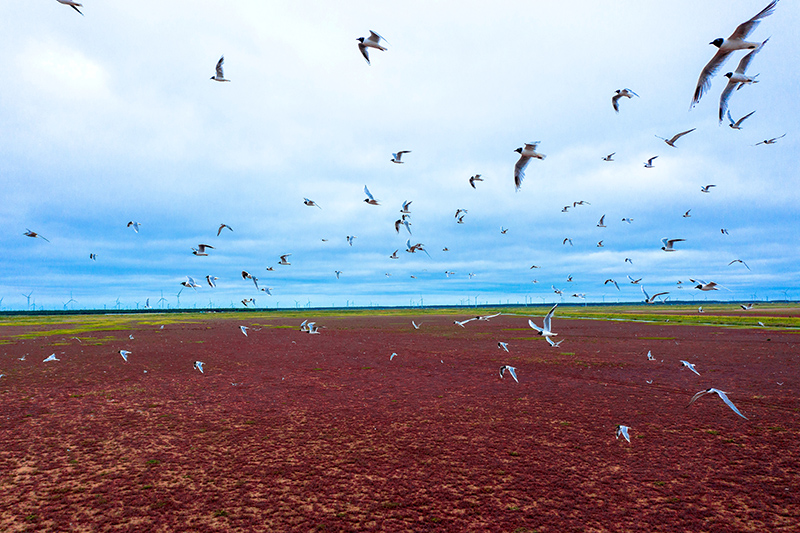مقاطعة جيانغسو: تفريخ قياسي لطيور النورس أسود المنقار